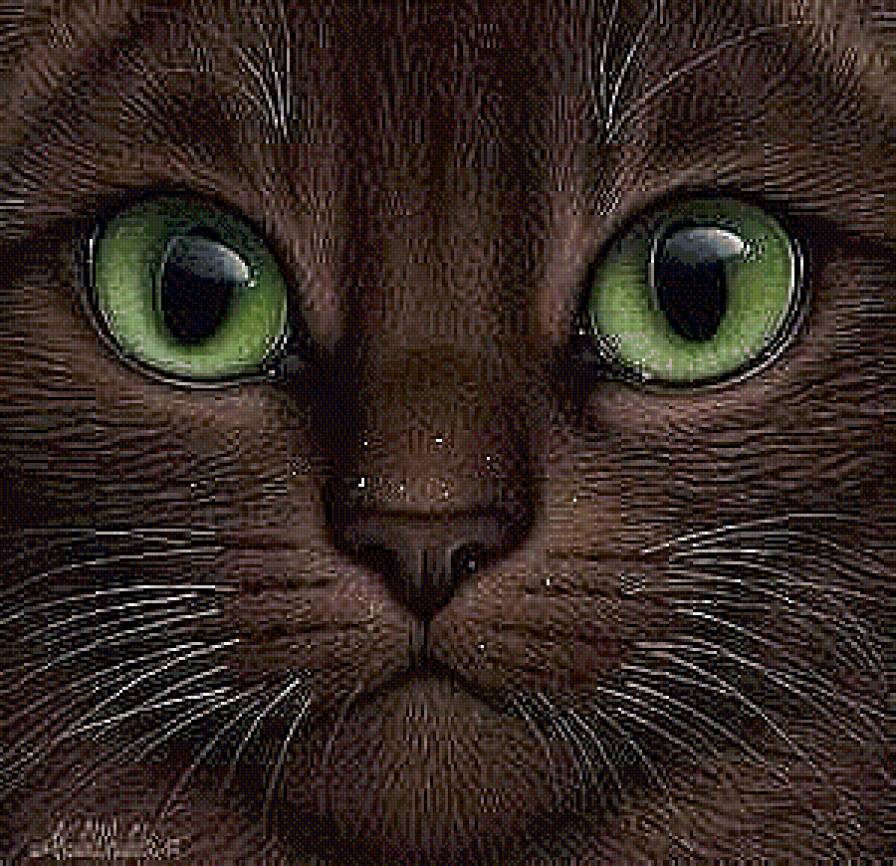 Кошка бусая. Зеленые глаза. - голова, кошка, зеленые, глаза - предпросмотр