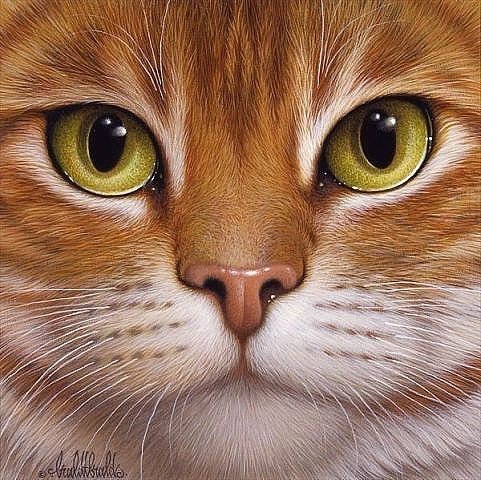 Рыжий кот с желтыми глазами. - желтые, рыжий, голова, кот, глаза - оригинал