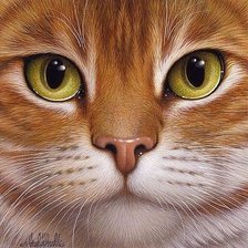 Рыжий кот с желтыми глазами.