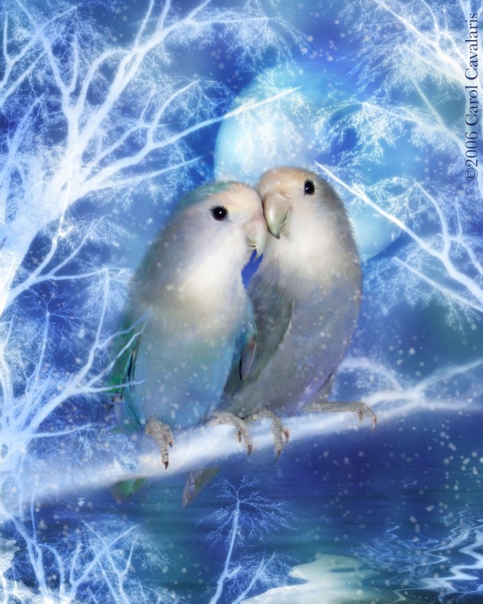 Зимние попугайчики - любовь, пара, двое, зима, попугай - оригинал