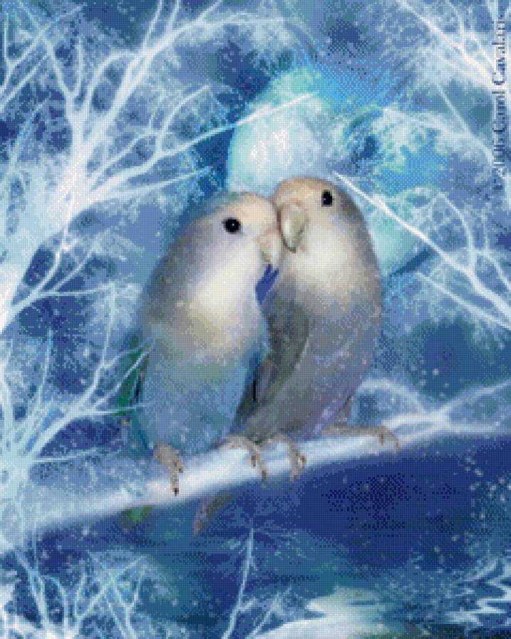 Зимние попугайчики - любовь, попугай, пара, зима, двое - предпросмотр