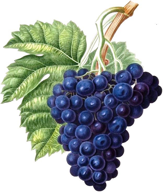 Виноград - фрукты, на кухню - оригинал