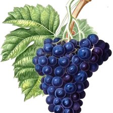 Схема вышивки «Виноград»