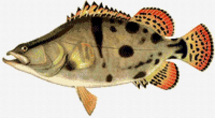 рыба_ - рыба, природа - предпросмотр