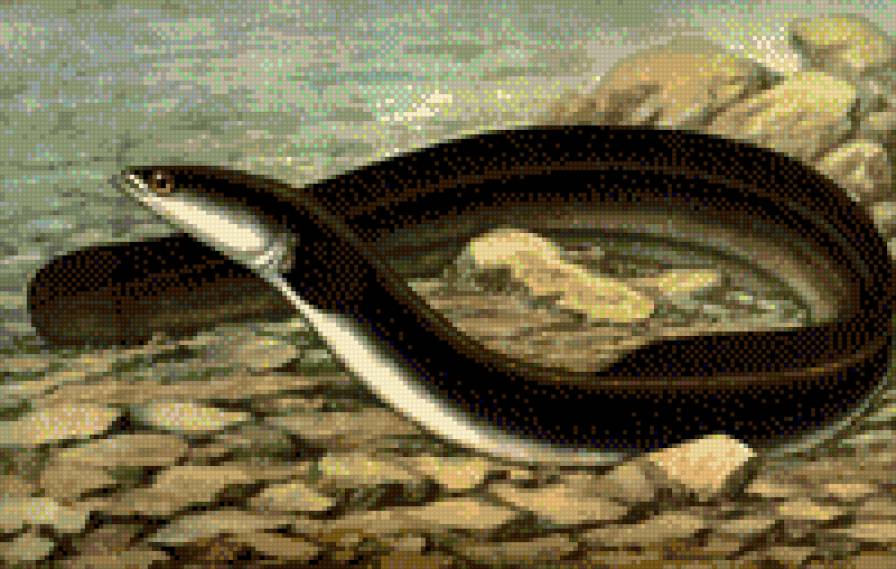 угорь - рыба, природа, водный мир - предпросмотр