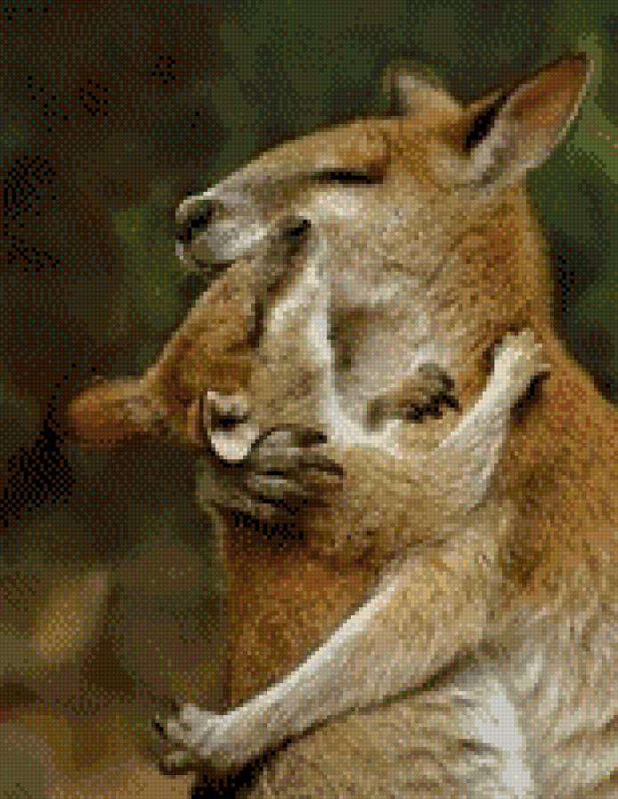 Кенгуру - животные - предпросмотр