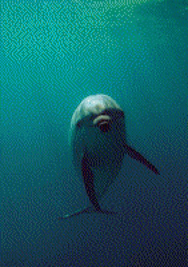 №1017849 - звери, животные, дельфин - предпросмотр