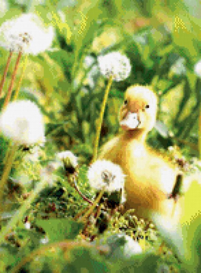 №1017861 - звери, животные, утки - предпросмотр