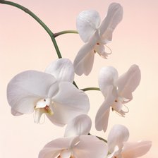ветка орхидеи