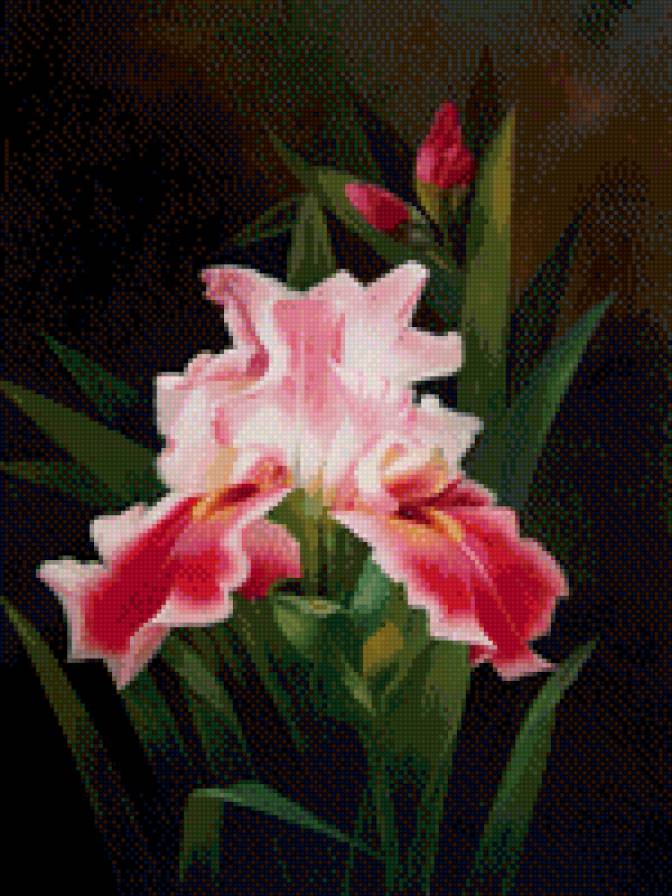 ирисы - ирисы цветы - предпросмотр