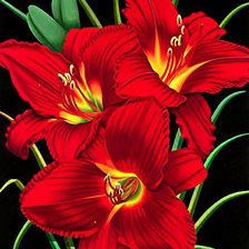 Схема вышивки «лилии на черном 1»