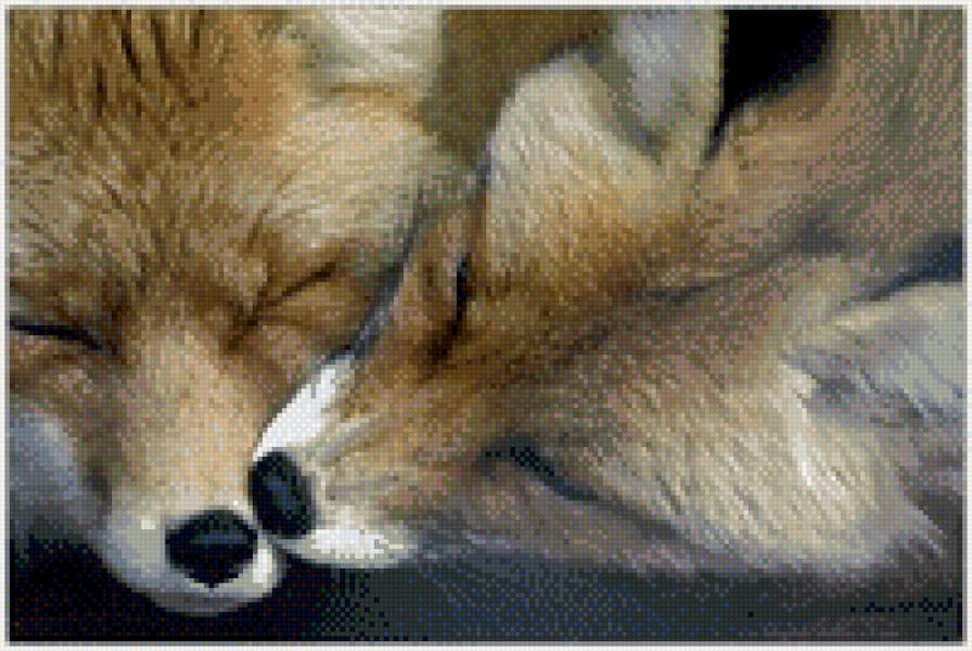 пара лис - предпросмотр