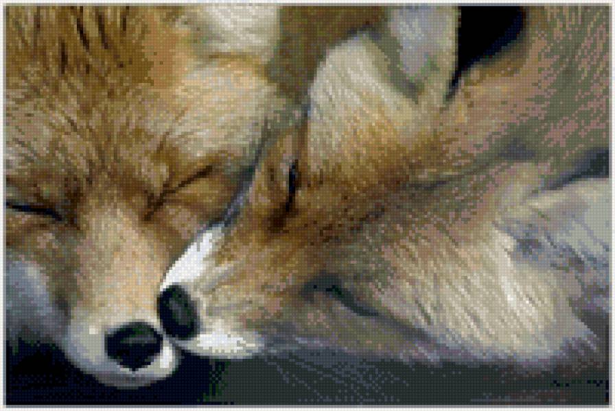 лисы - предпросмотр