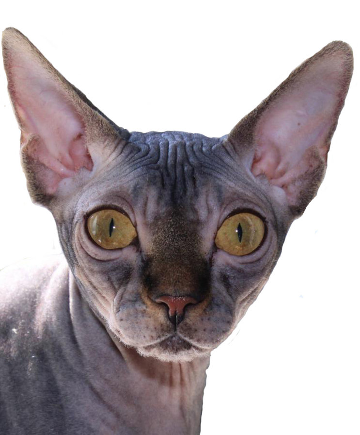 Сфинкс - кошки, тесса, сфинкс канадский - оригинал