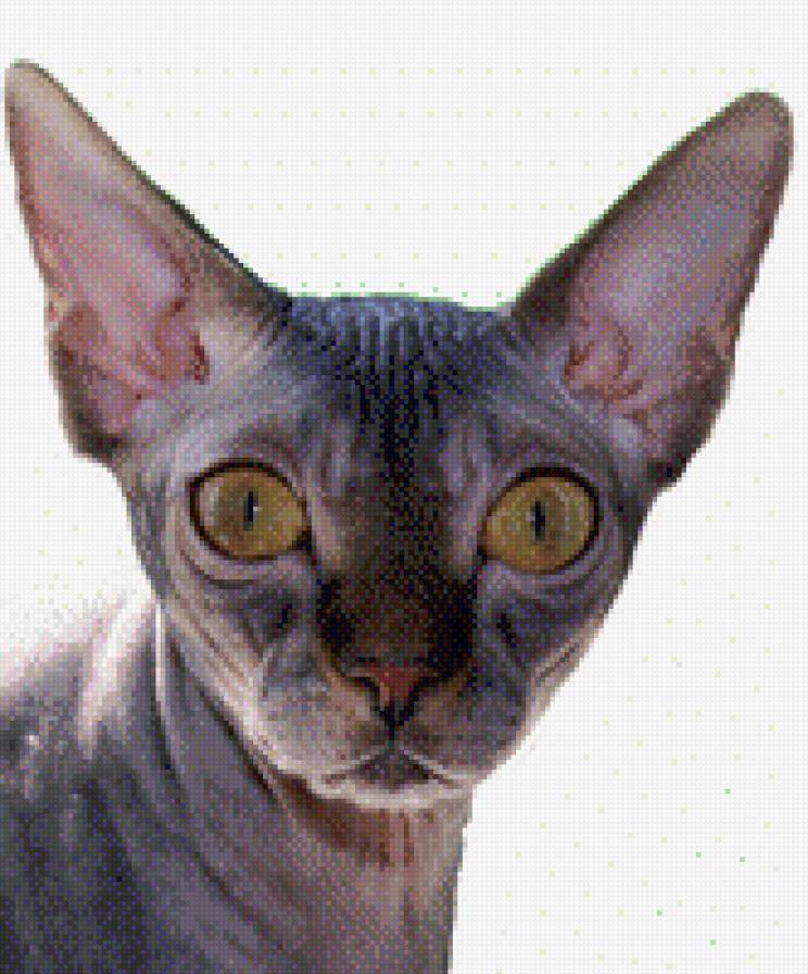 Сфинкс - тесса, кошки, сфинкс канадский - предпросмотр