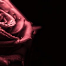 Схема вышивки «Роза на черном»