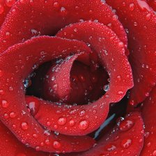 Схема вышивки «роза»