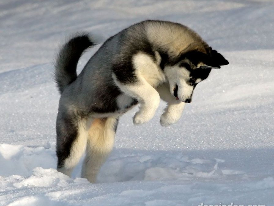 Прыжок - оригинал