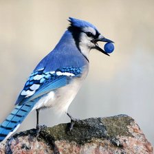 Схема вышивки «Птица»