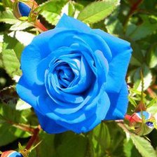 Схема вышивки «цветок»