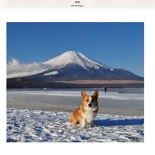 Схема вышивки «Корги и Фудзи»