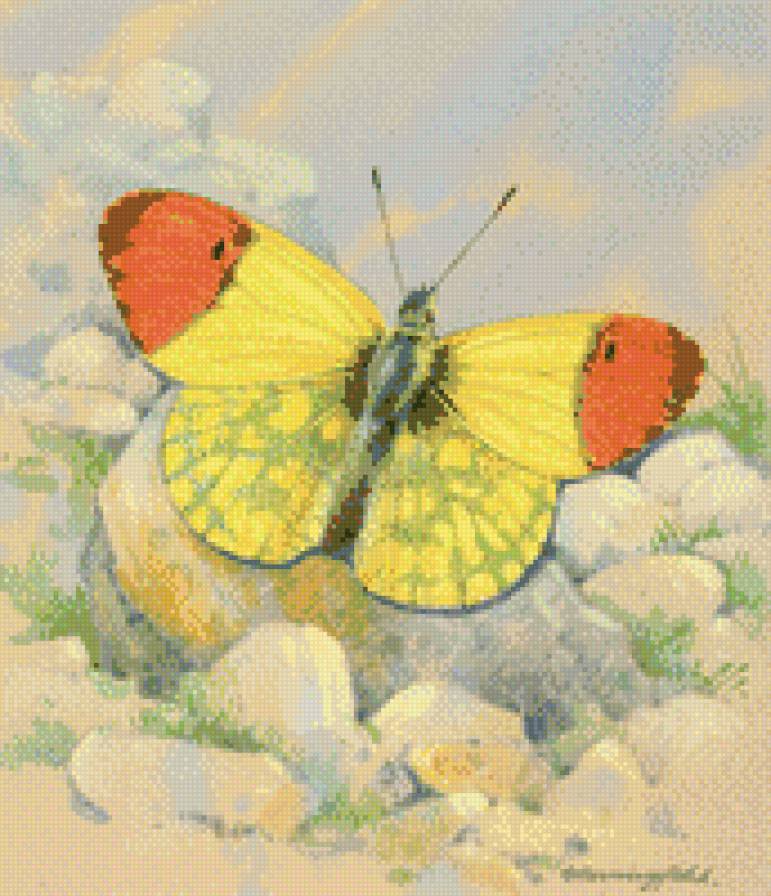 бабочка (нежность) - живопись, картина, искусство - предпросмотр