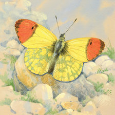 Оригинал схемы вышивки «бабочка (нежность)» (№1019755)