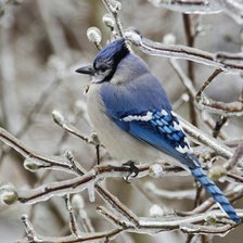Схема вышивки «Птица»