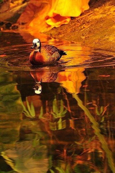 уточка - птицы - оригинал