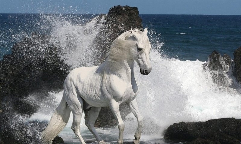 лошадь и море - лошади - оригинал