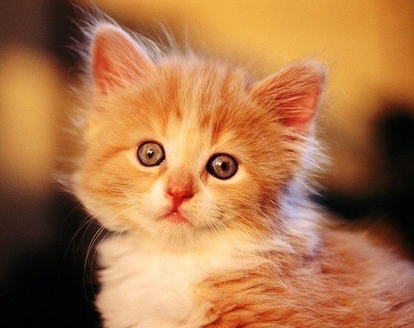 котенок - кошки - оригинал