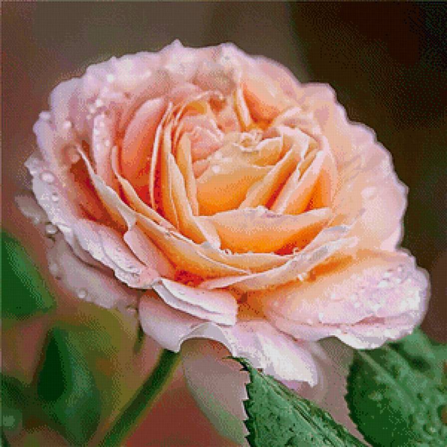 прекраснейшая - предпросмотр