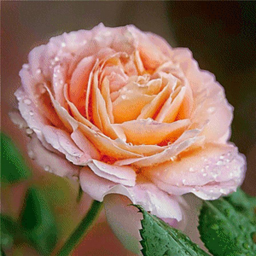 прекраснейшая - предпросмотр