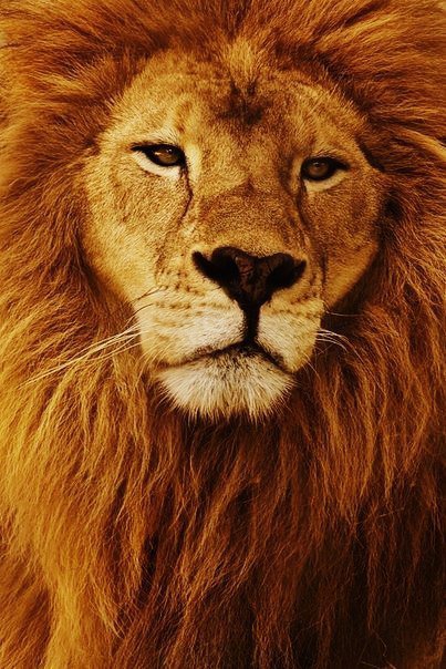 Лев - лев, животные - оригинал