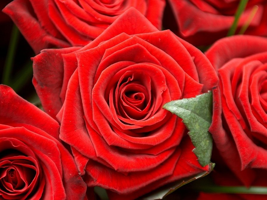 панно - красные розы - оригинал