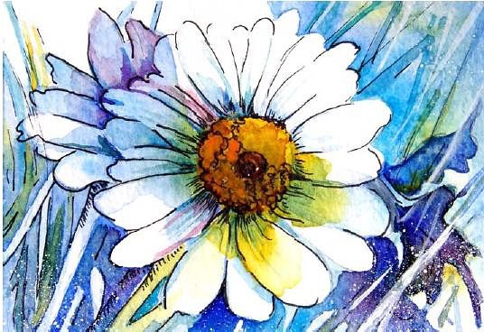 ромашка - цветы, ромашки - оригинал