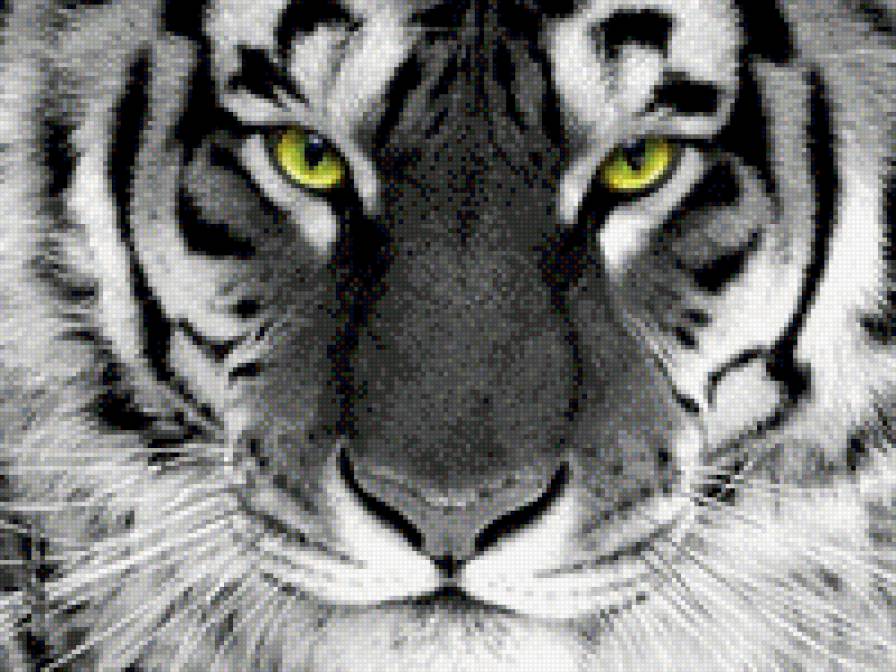 тигр161 - предпросмотр