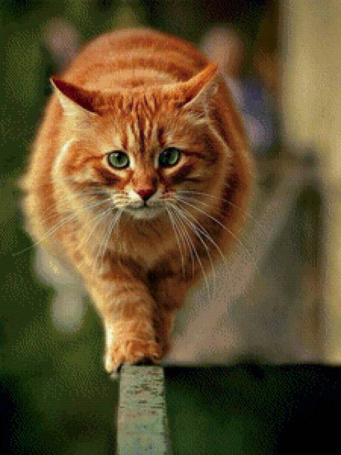 Рыжий кот - кот, домашние животные, животные, рыжие - предпросмотр