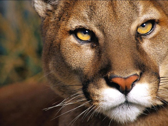 хищница161 - оригинал