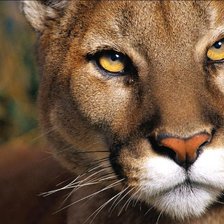 Схема вышивки «хищница161»