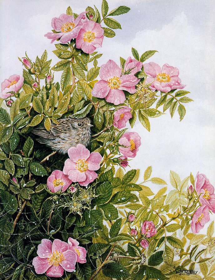 птица в шиповнике - птицы - оригинал