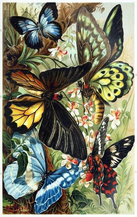бабочки - оригинал