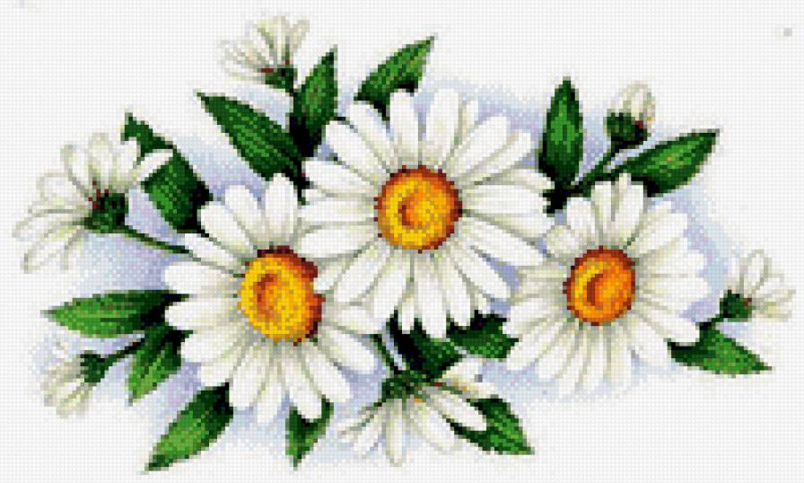 мои ромашки - цветы, ромашки - предпросмотр