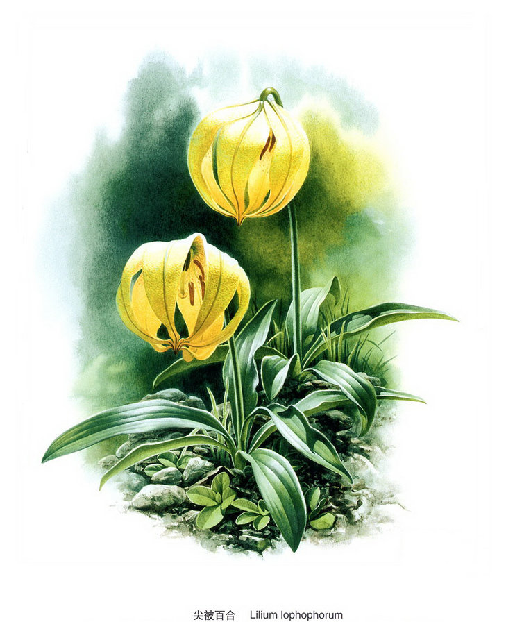 лилии  художника zeng xiao lian - лилия, цветы - оригинал