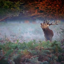 Схема вышивки «олень»