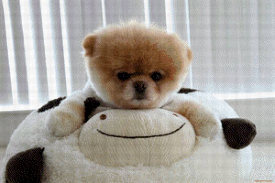 бу - шпиц - предпросмотр