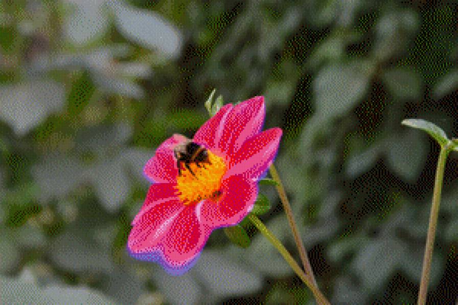 Цветок и шмель - природа, шмель, цветок - предпросмотр