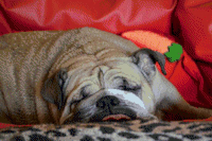 бульдог - бульдог, собаки - предпросмотр