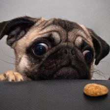 Схема вышивки «Мопсик»