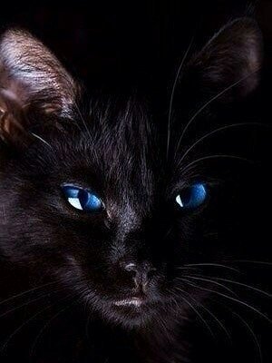 Чёрный кот - животные, домашние животные, коты - оригинал